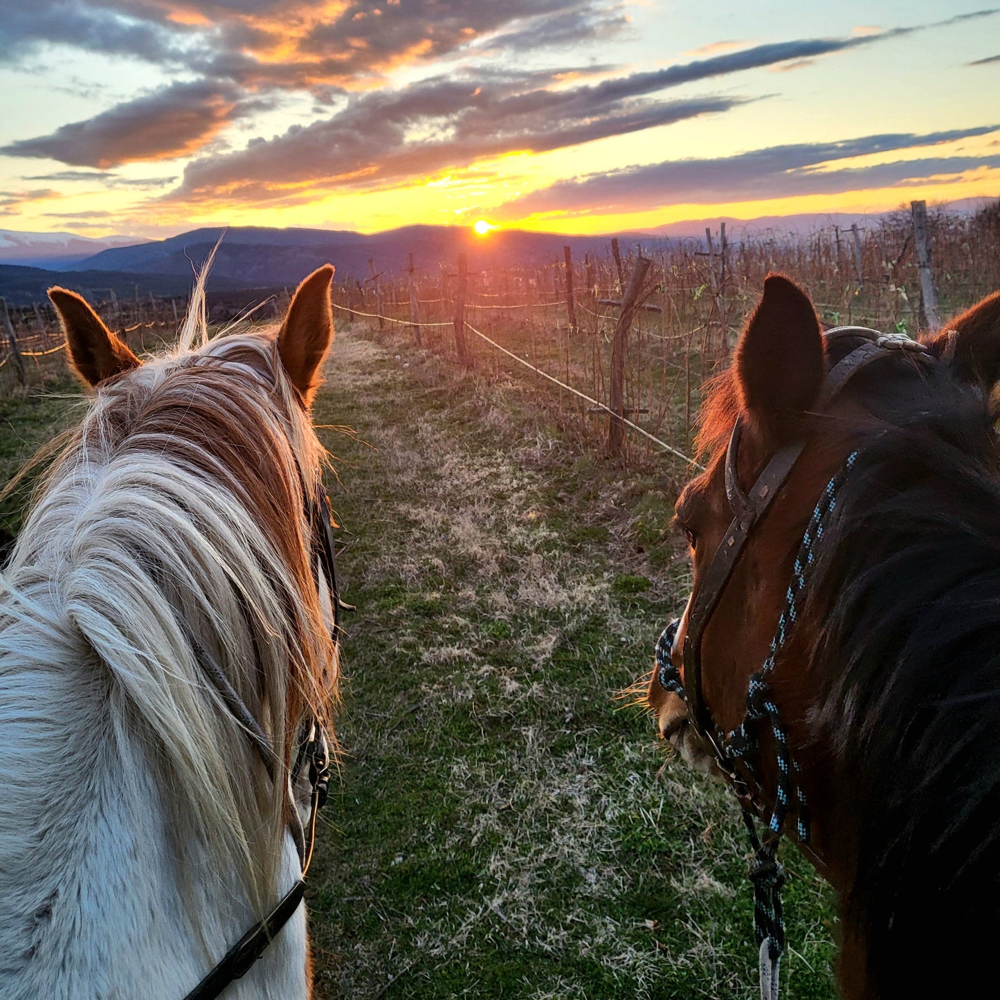 Horse riding and romantic picnic for two. Borovets