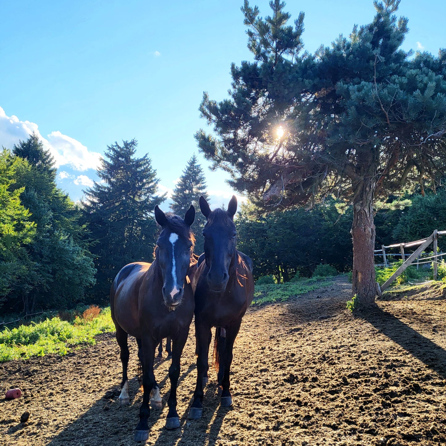 Horseback riding and ATV adventure for two with picnic. Borovets