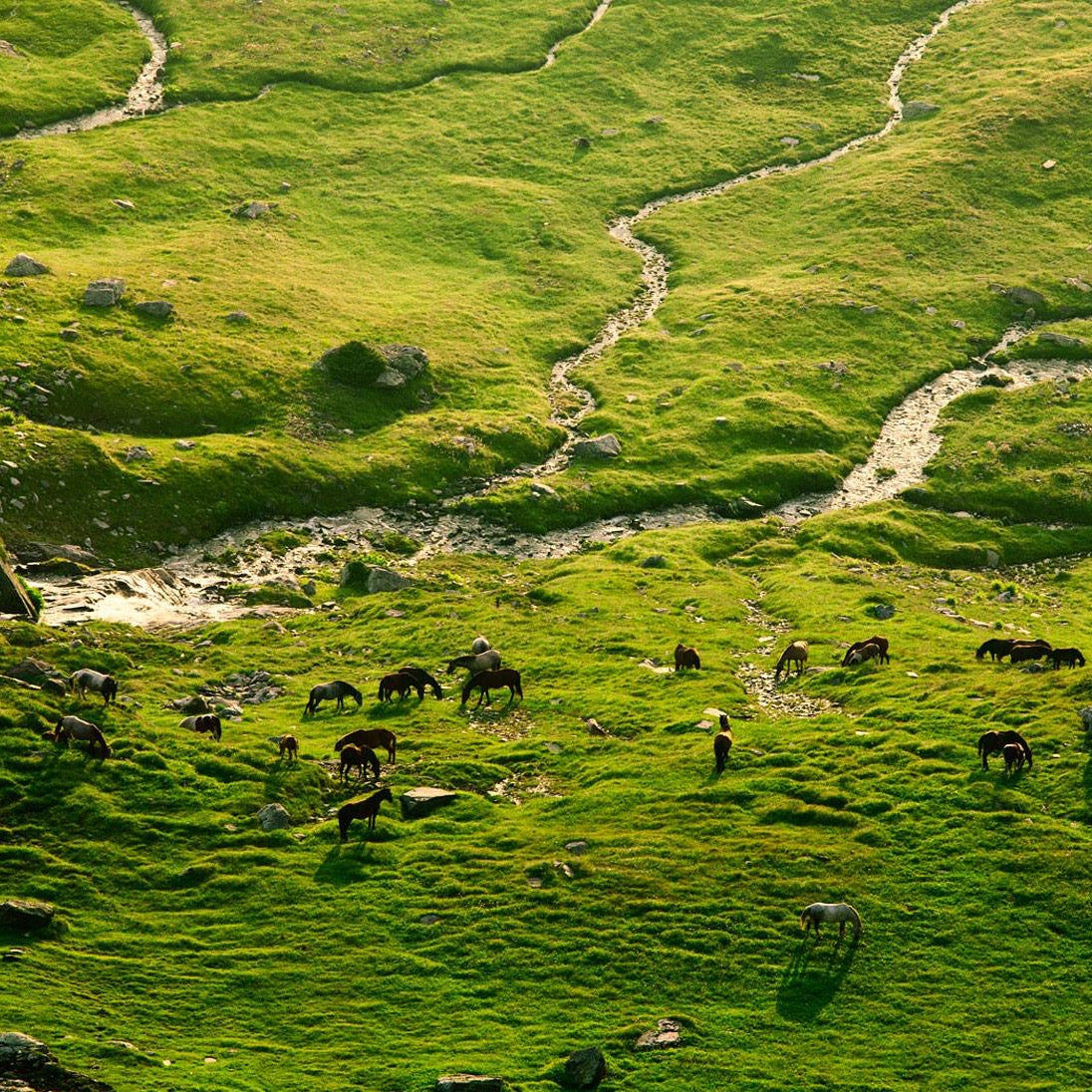 Horse riding lesson or a horse trek near Trigrad