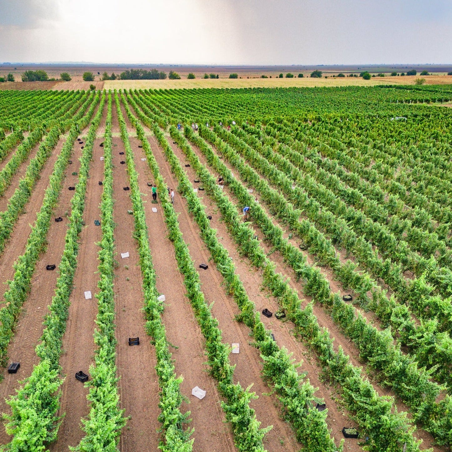 Wine tasting for four at Bononia Estate Winery and Resort