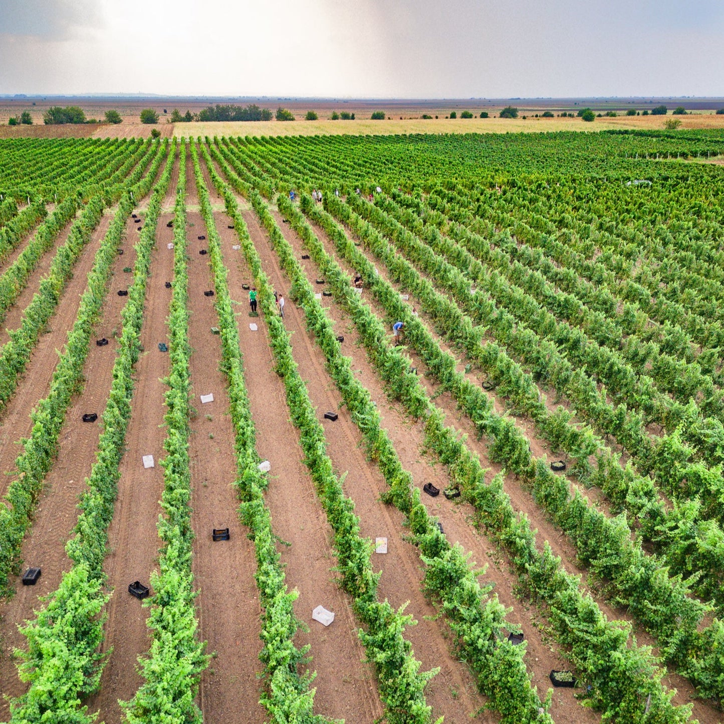 Luxury holiday for two at Bononia Estate Winery and Resort