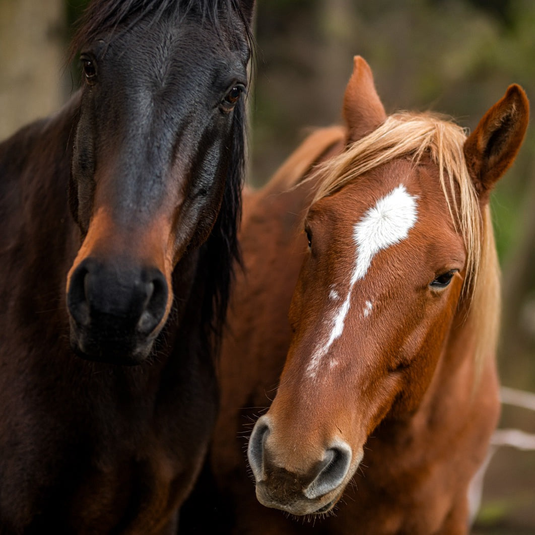 Horse riding near Borovets