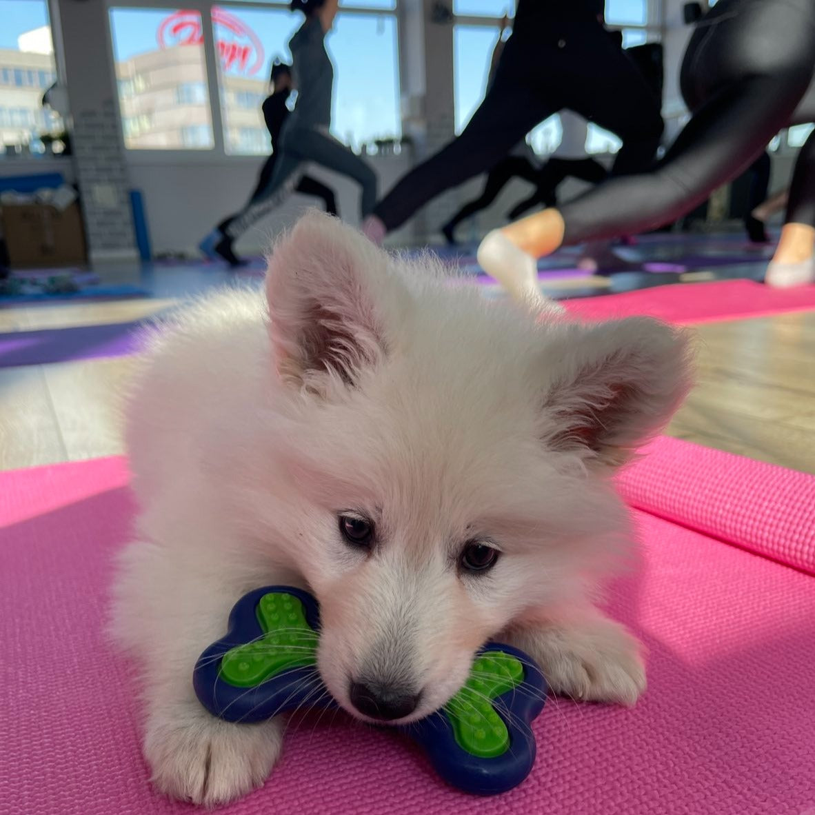 Puppy yoga class. Improve your health and relax with friendly puppies. Sofia