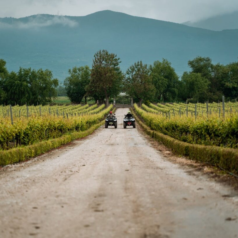 Момчета карат АТВ между лозя с Родопите на фон