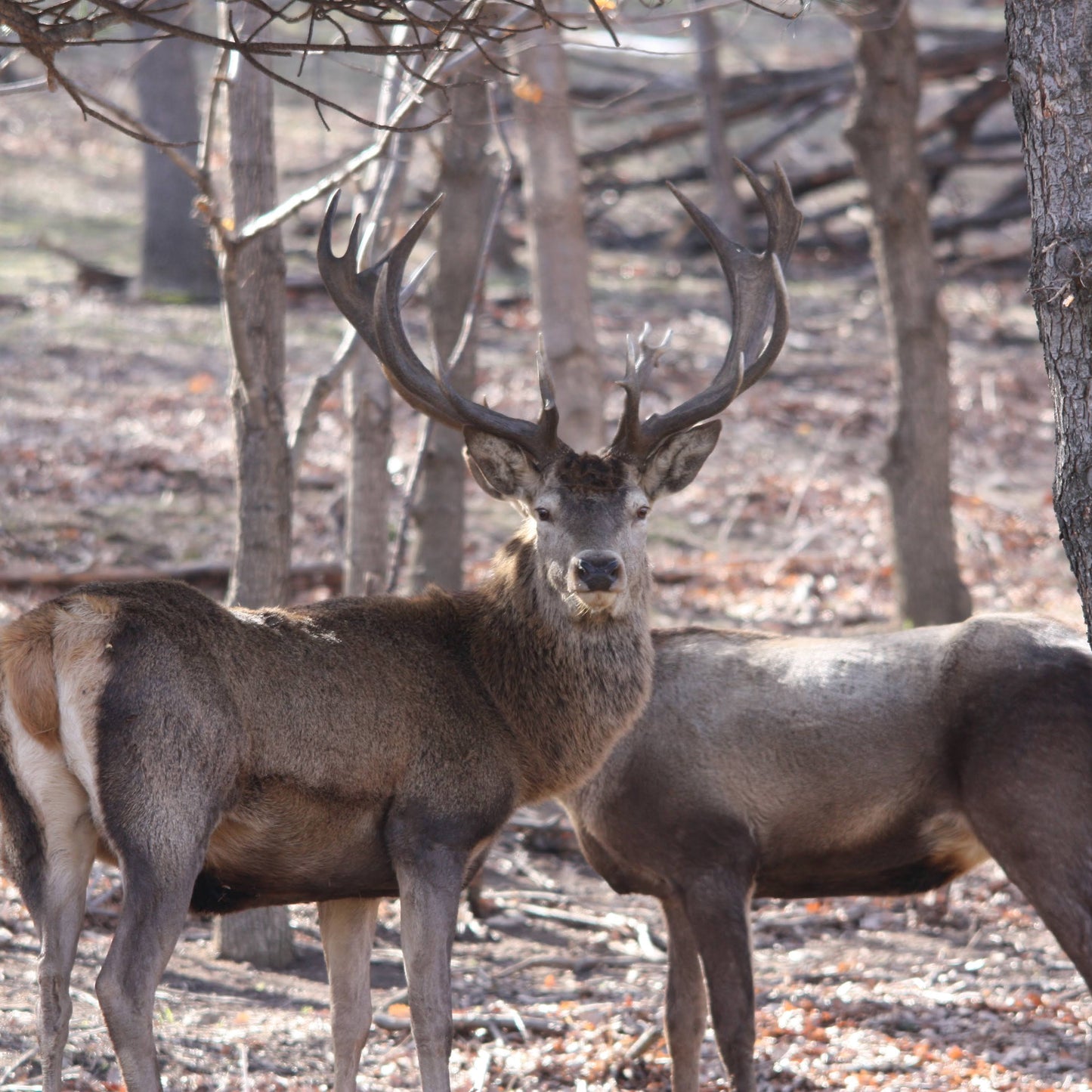 Call of the wild. Jeep offroad, trek, and wildlife observation