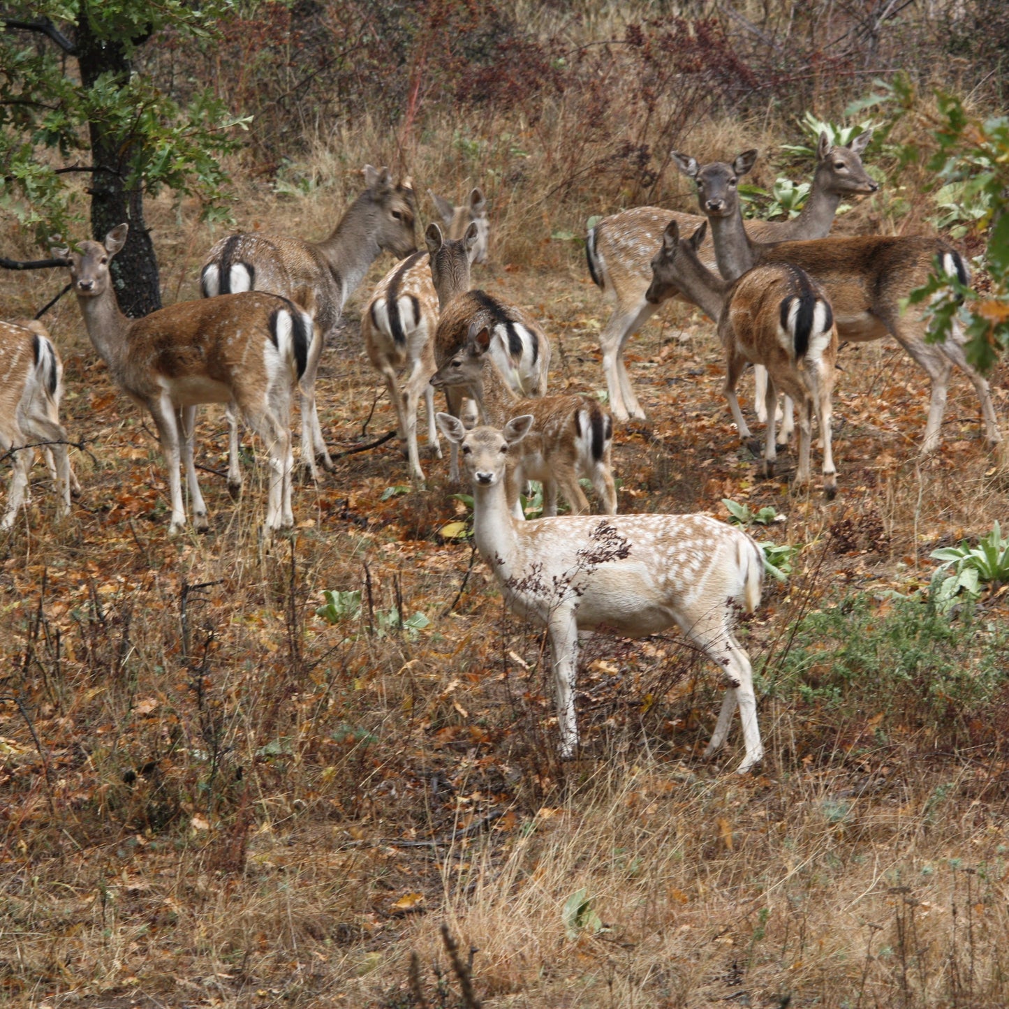 Call of the wild. Jeep offroad, trek, and wildlife observation