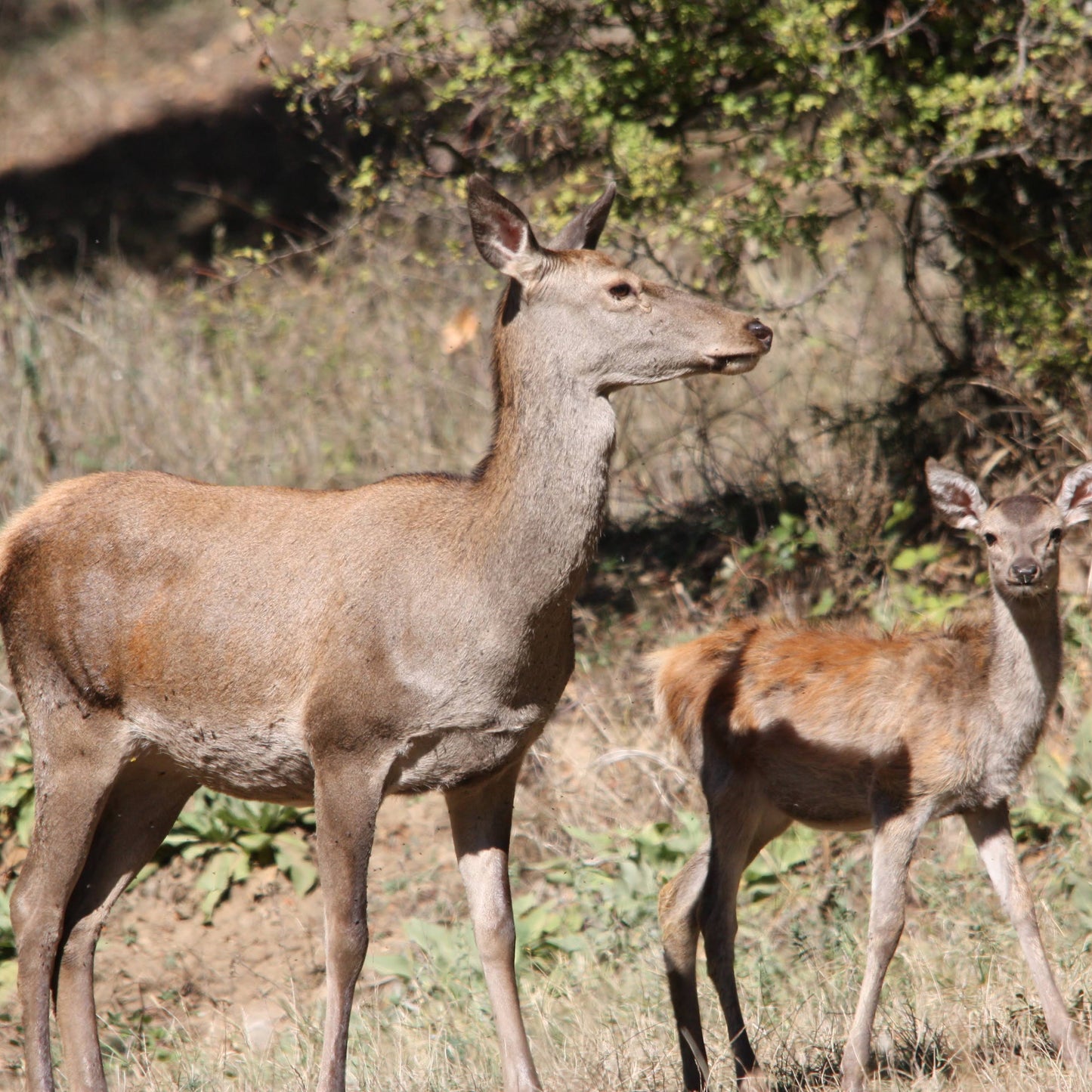 Call of the wild. Jeep offroad, trek, and wildlife observation