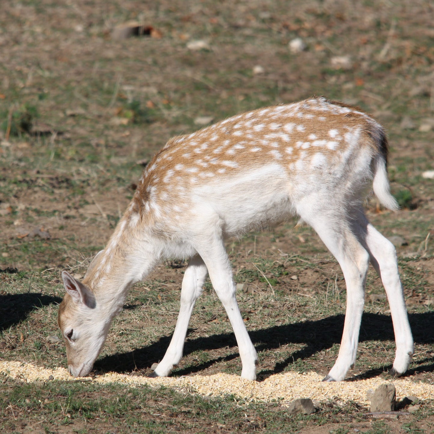 Forest offroad safari and wildlife watching near Sofia