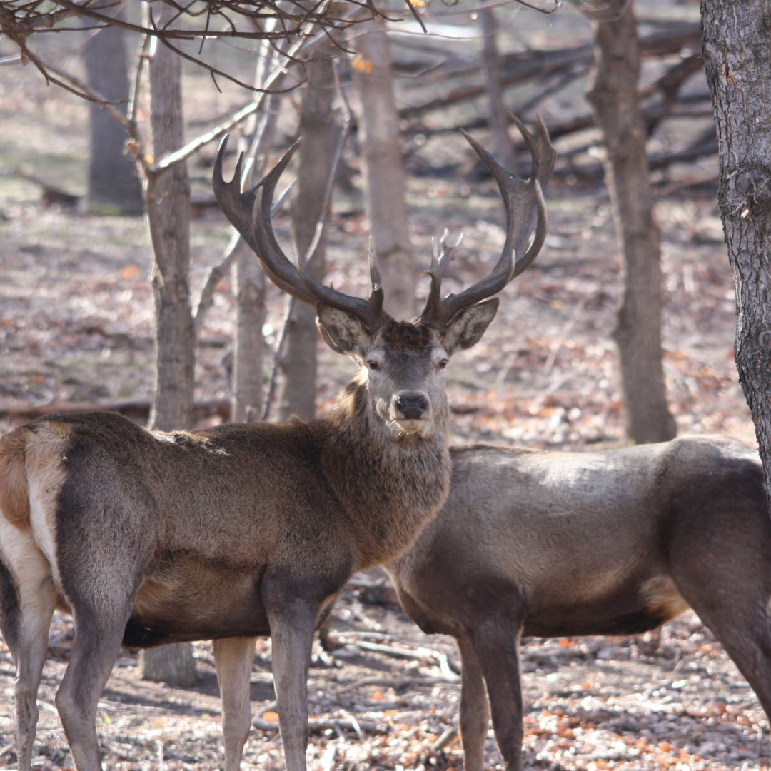 Forest offroad safari and wildlife watching near Sofia
