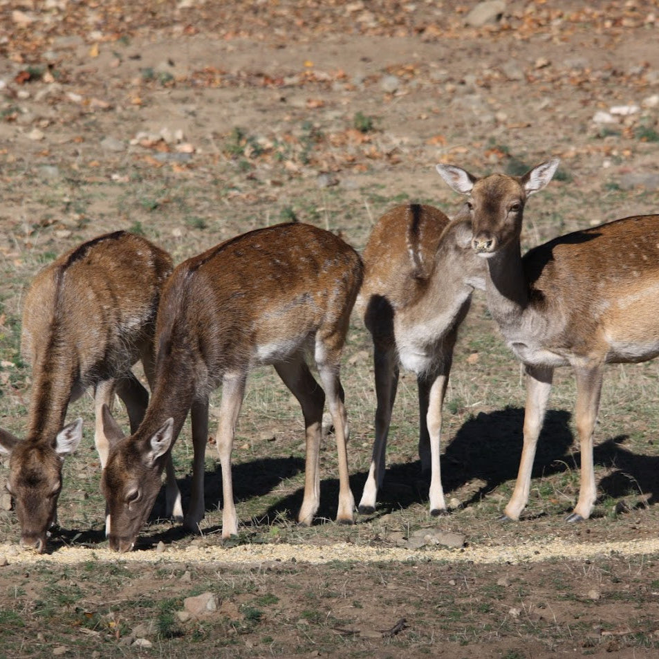 Forest offroad safari and wildlife watching near Sofia