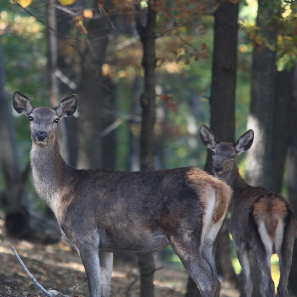 Forest offroad safari and wildlife watching near Sofia