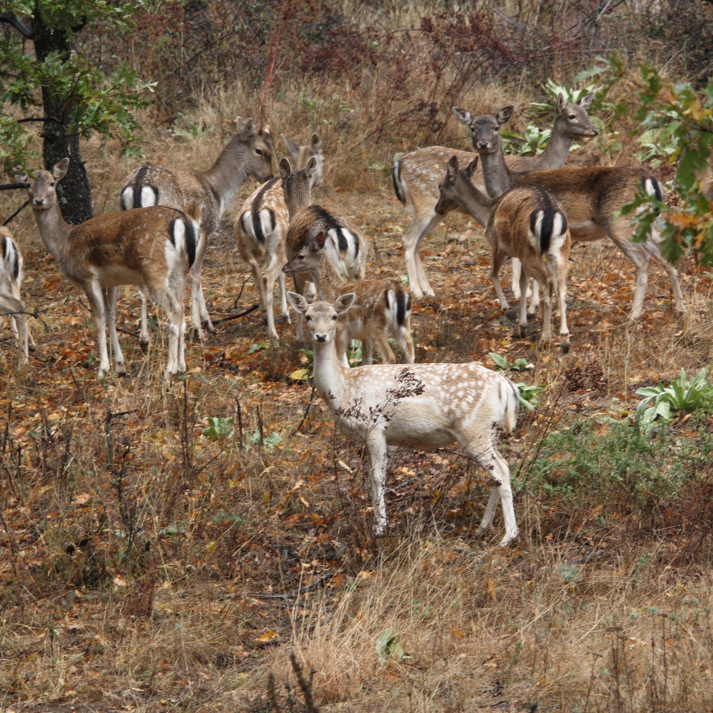 Forest offroad safari and wildlife watching near Sofia