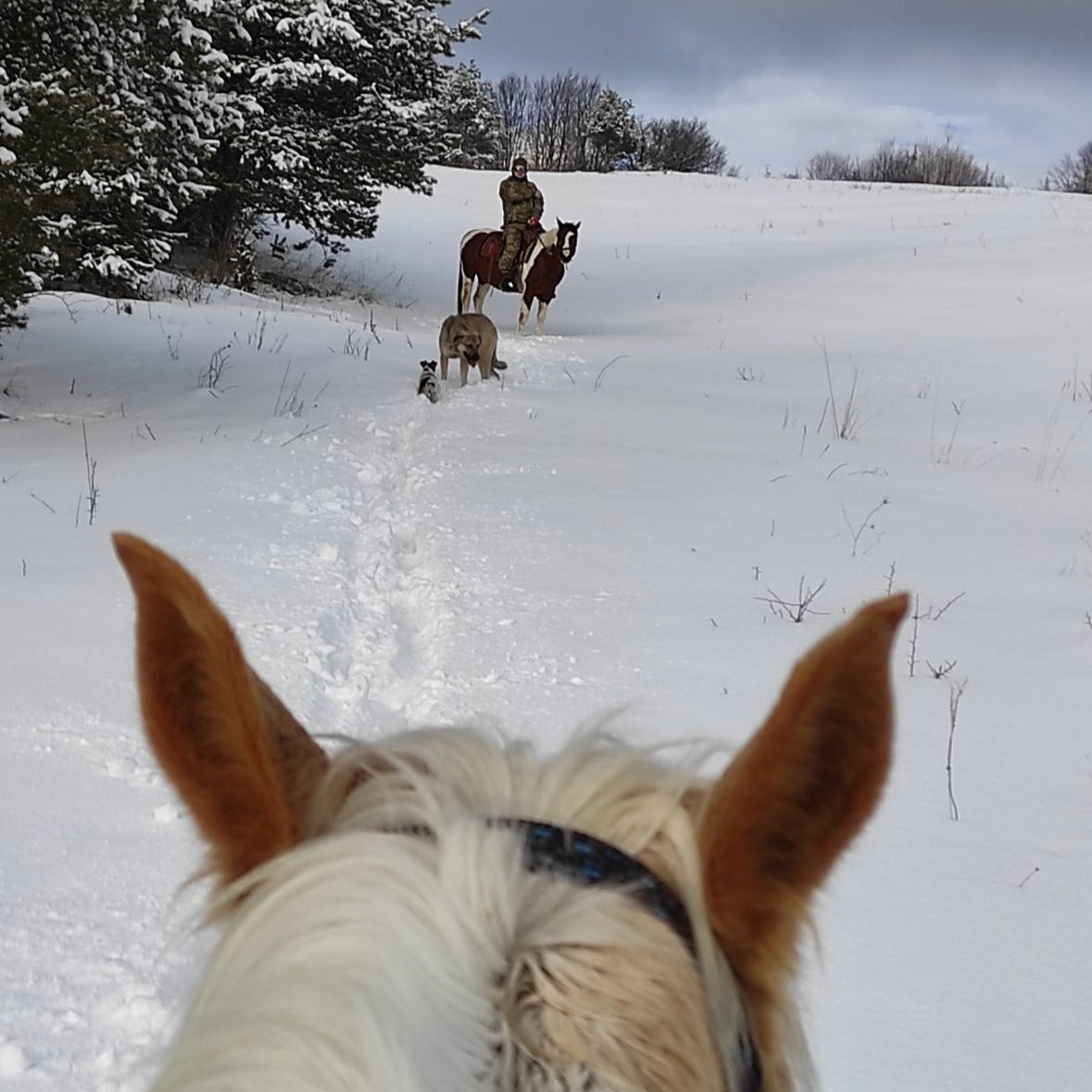 Wild Wild West! A package of individual Mustang riding lessons for beginners in an authentic ranch