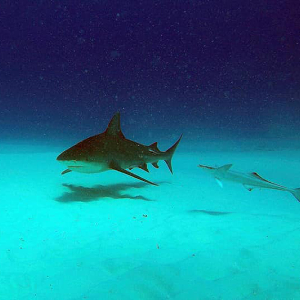 Diving four-day course in Greece. Discover a new underwater world
