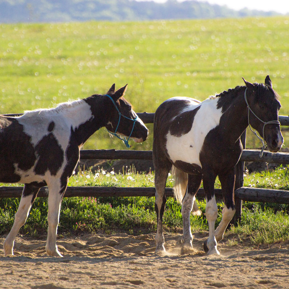 Learn to Drive american Army bus BlueBird
