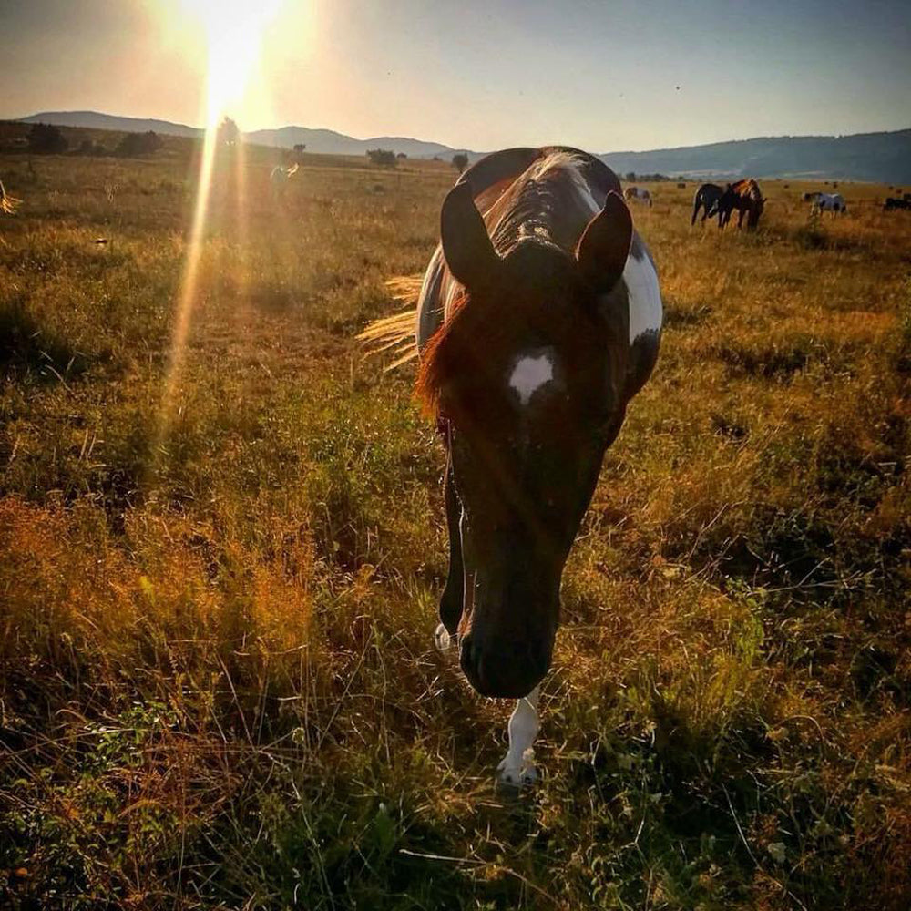 Cowboy/Cowgirl's Day of Life