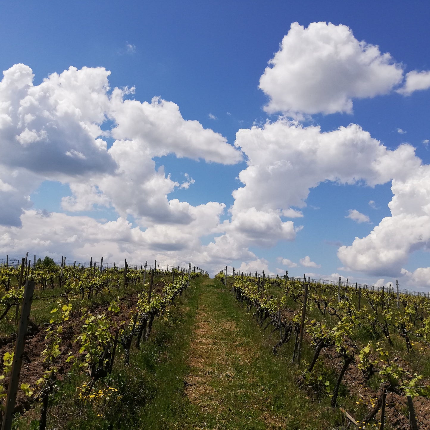 Follow the wine path step by step: Craft wine tasting for two. Parvomay