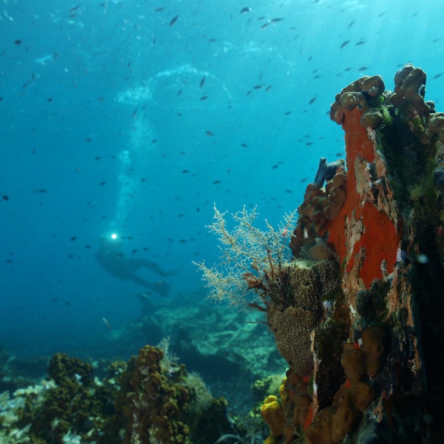 Diving four-day course in Greece. Discover a new underwater world