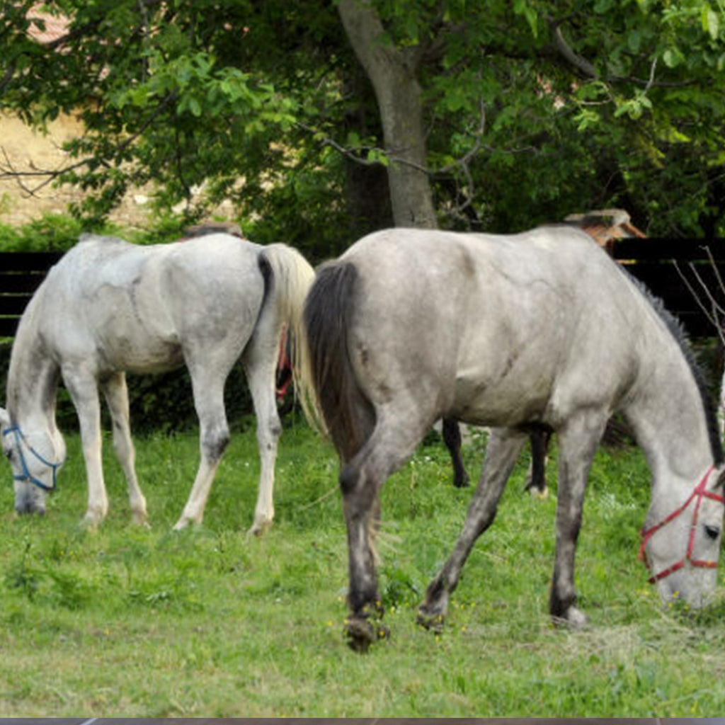 коне до къща Онгъл
