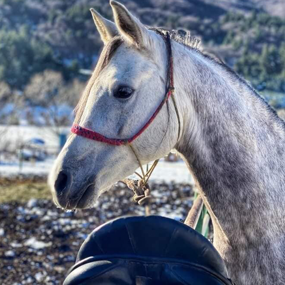 Horse riding in Rila. Galloping to happiness. Rancho Rila
