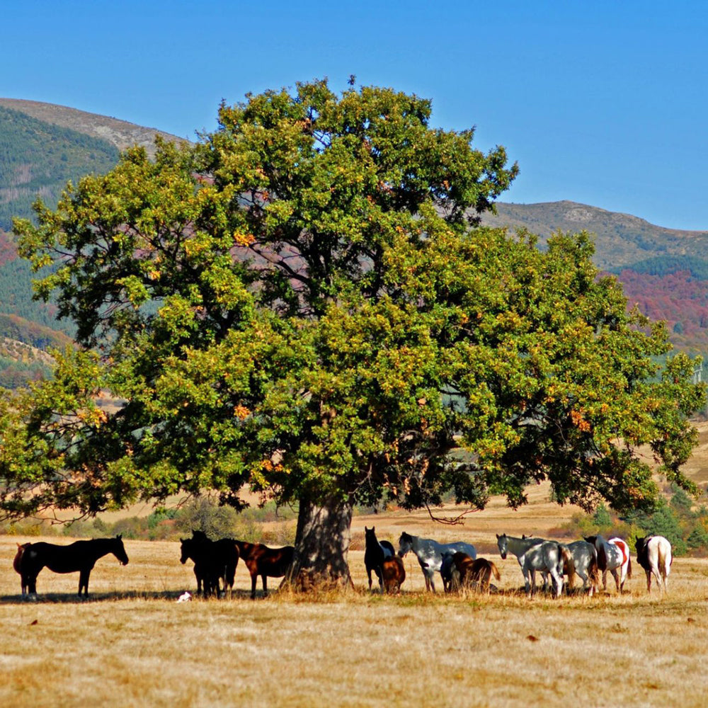 Photo shoot This Wild, Wild West