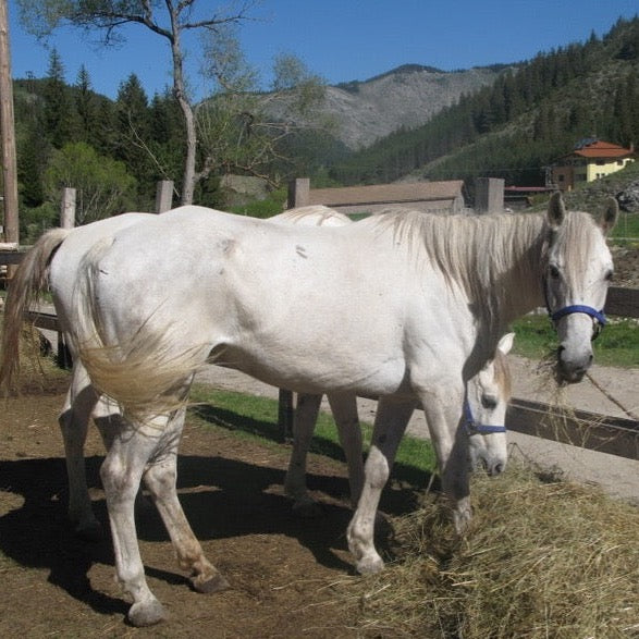 Horse riding lesson or a horse trek near Trigrad