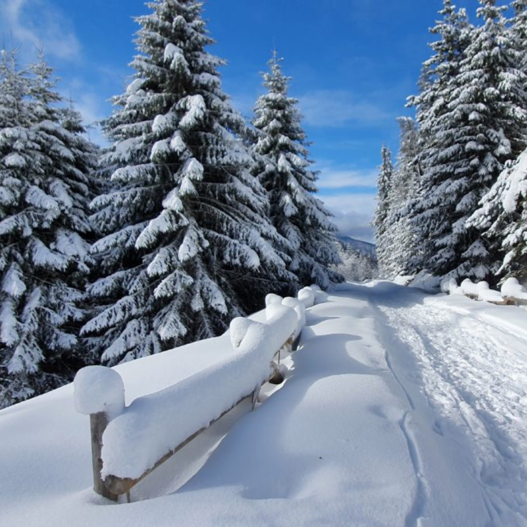 Discover the beauty of Bulgaria! Mountain hike to Macedonia Hut, the Parangalitsa Reserve and Golyam Mechi Peak