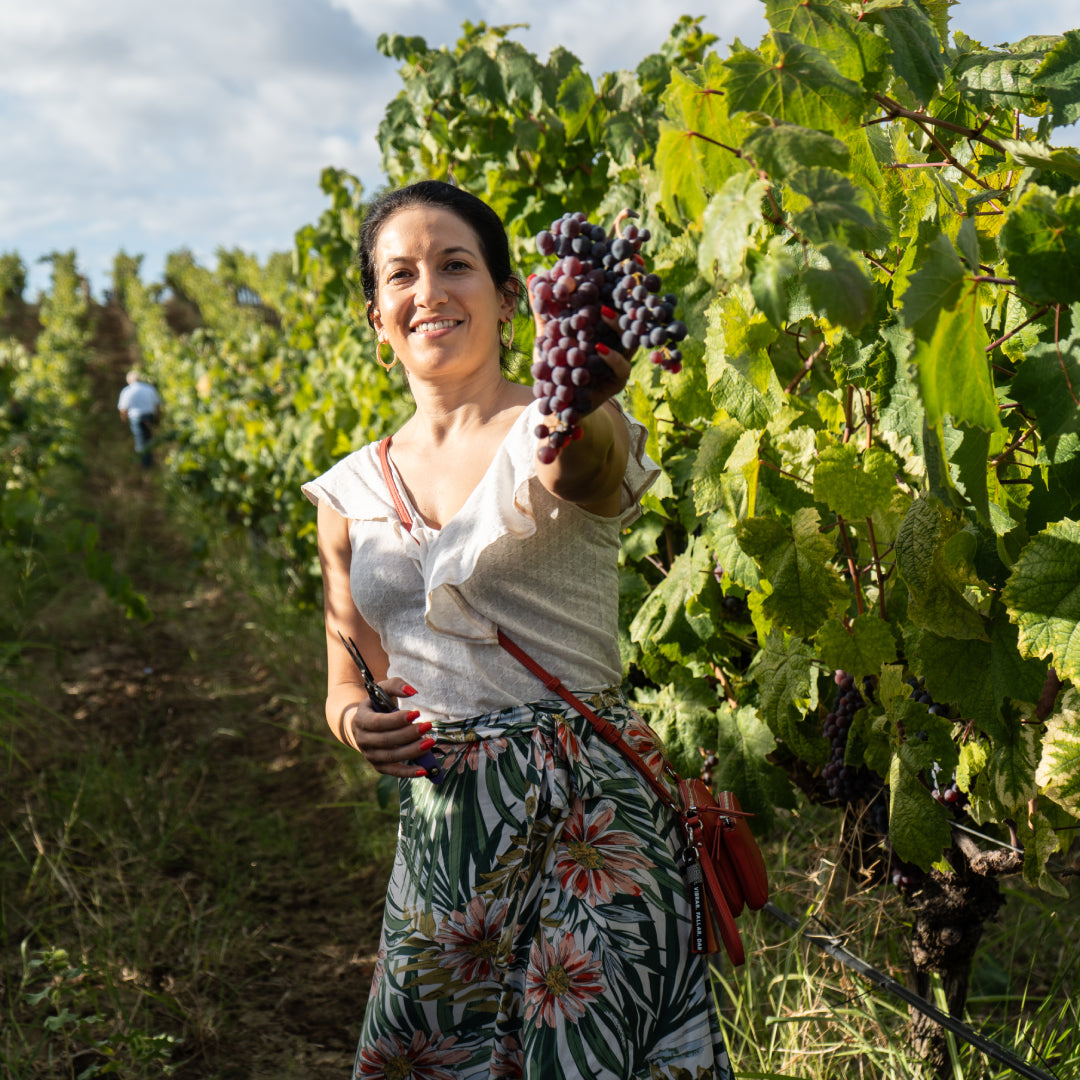 Wine affair in Melnik. WOW! - Six-step wine degustation for two