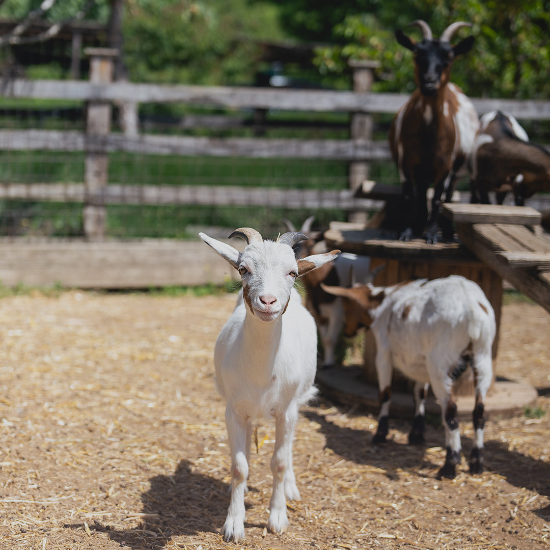 Wine and gastronomic holiday for two. Portaria, Greece