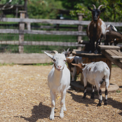 Wine and gastronomic holiday for two. Portaria, Greece