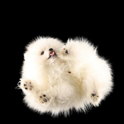 Paws in the spotlight. Professional pet photo session
