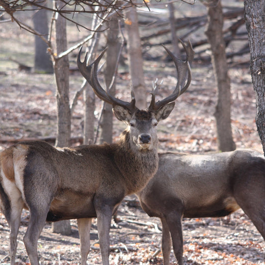 Call of the wild. Jeep offroad, trek, and wildlife observation