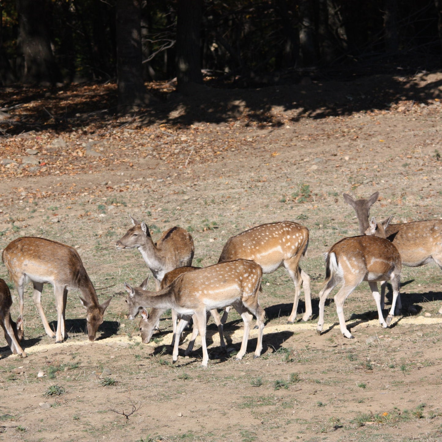 Escape the city and discover Bulgaria’s nature with a forest adventure