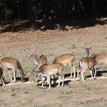 Escape the city and discover Bulgaria’s nature with a forest adventure