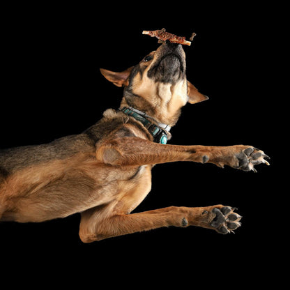 Paws in the spotlight. Professional pet photo session