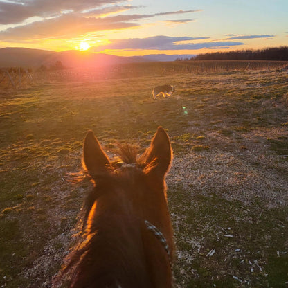 Horse riding lessons for children in Borovets