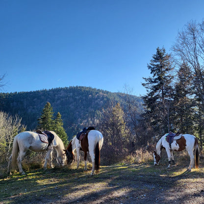 Horse riding lessons for children in Borovets