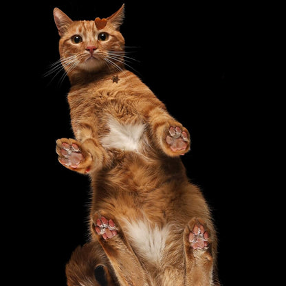 Paws in the spotlight. Professional pet photo session