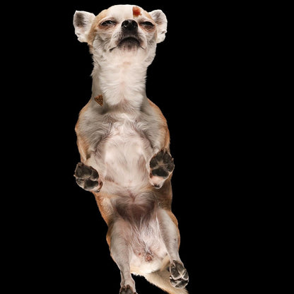 Paws in the spotlight. Professional pet photo session