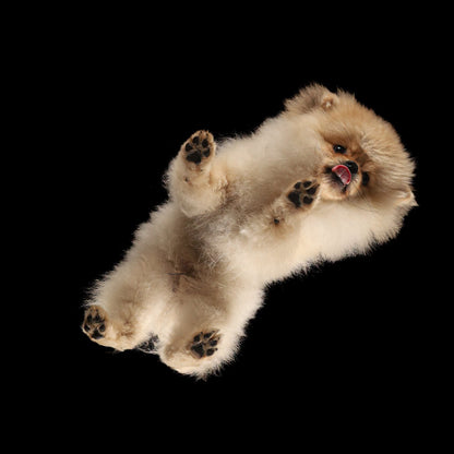 Paws in the spotlight. Professional pet photo session
