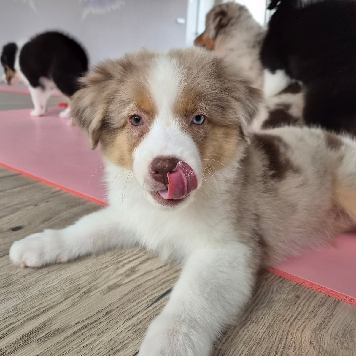 Puppy yoga class. Improve your health and relax with friendly puppies. Sofia