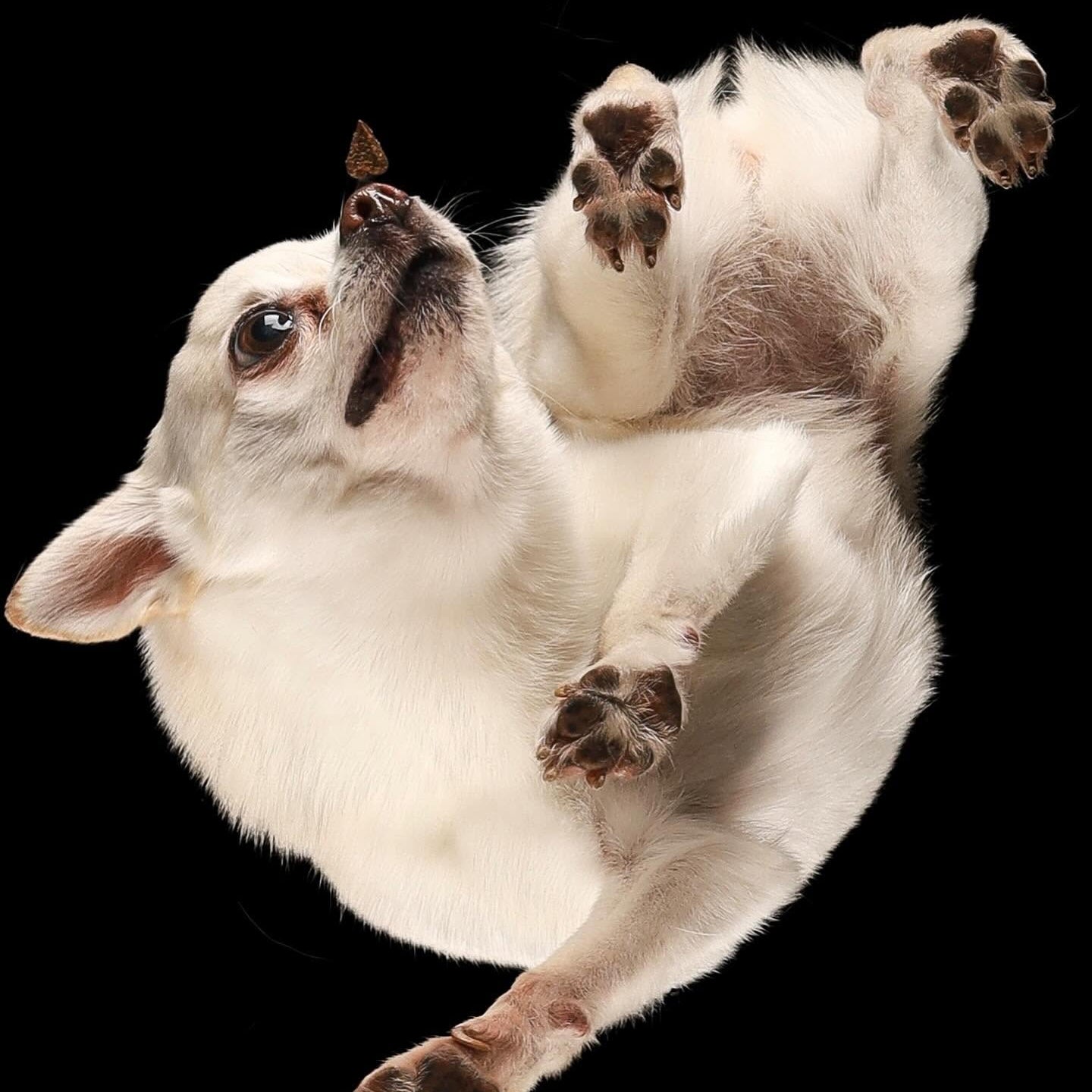 Paws in the spotlight. Professional pet photo session