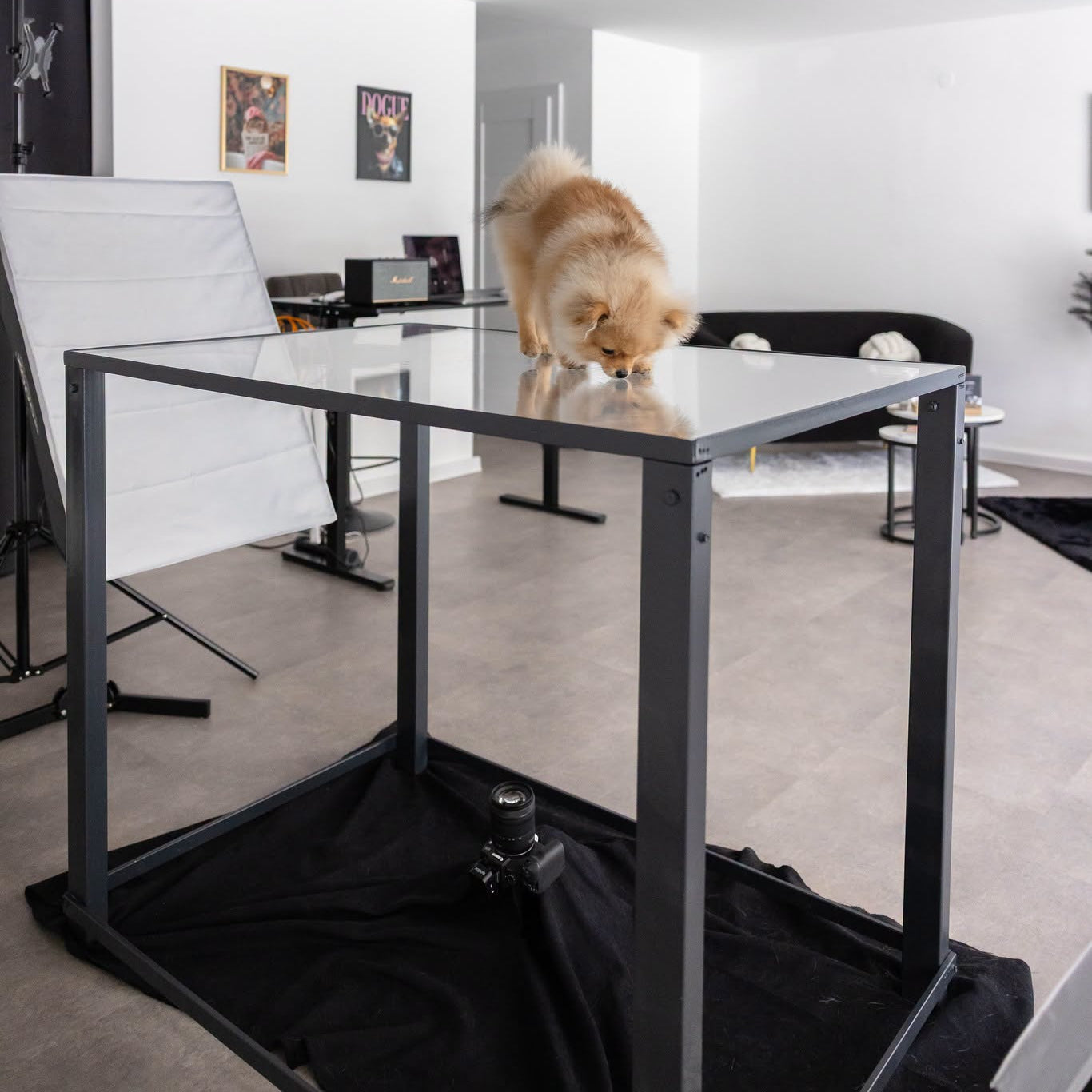 Paws in the spotlight. Professional pet photo session