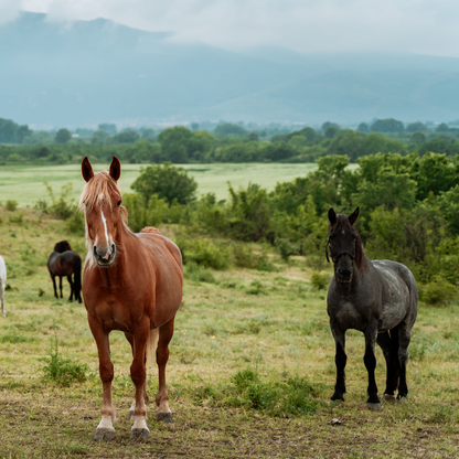 Horseback riding and adventures in the nature of Plovdiv