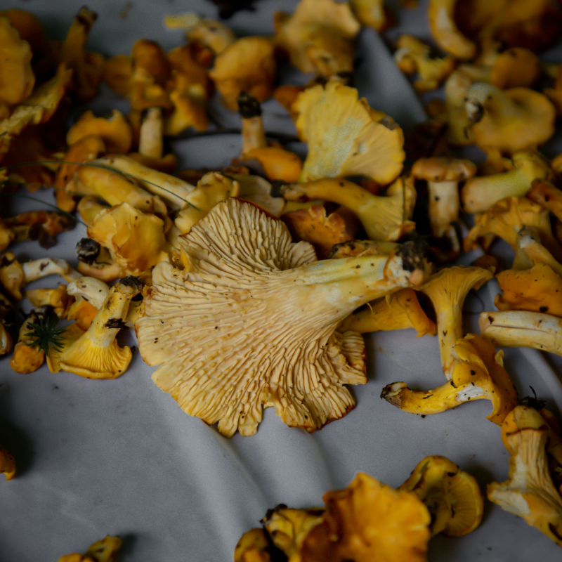 Beyond the familiar: A culinary journey with Chef Ivelina Ivanova