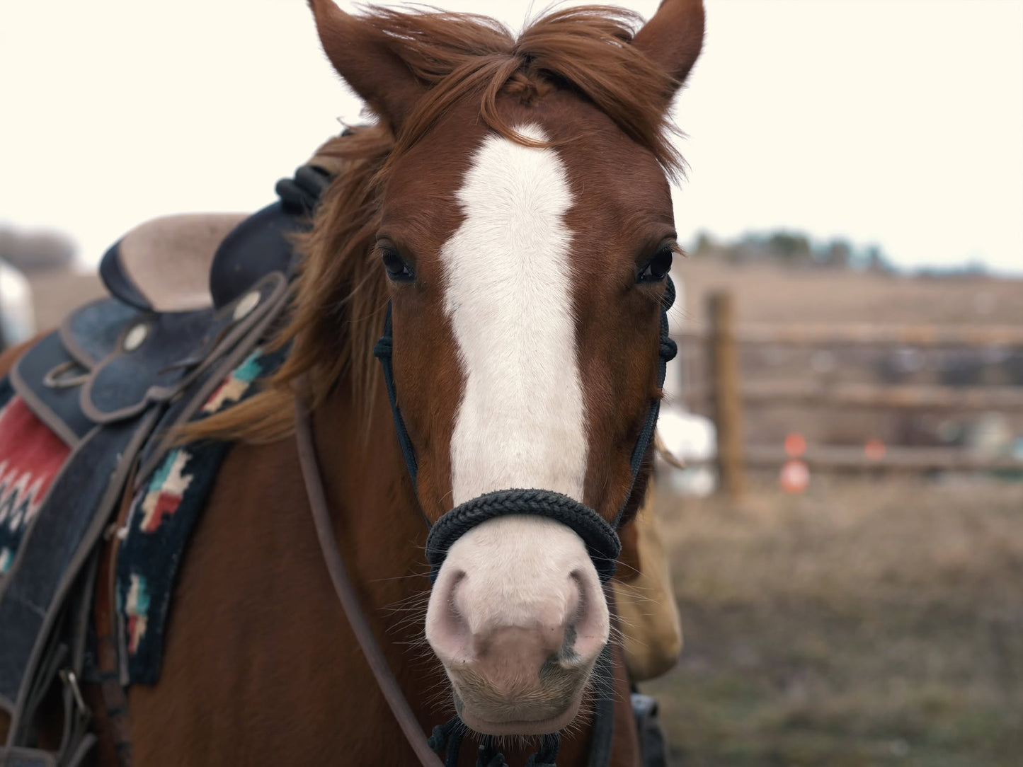 Wild Wild West! A package of individual Mustang riding lessons for beginners in an authentic ranch