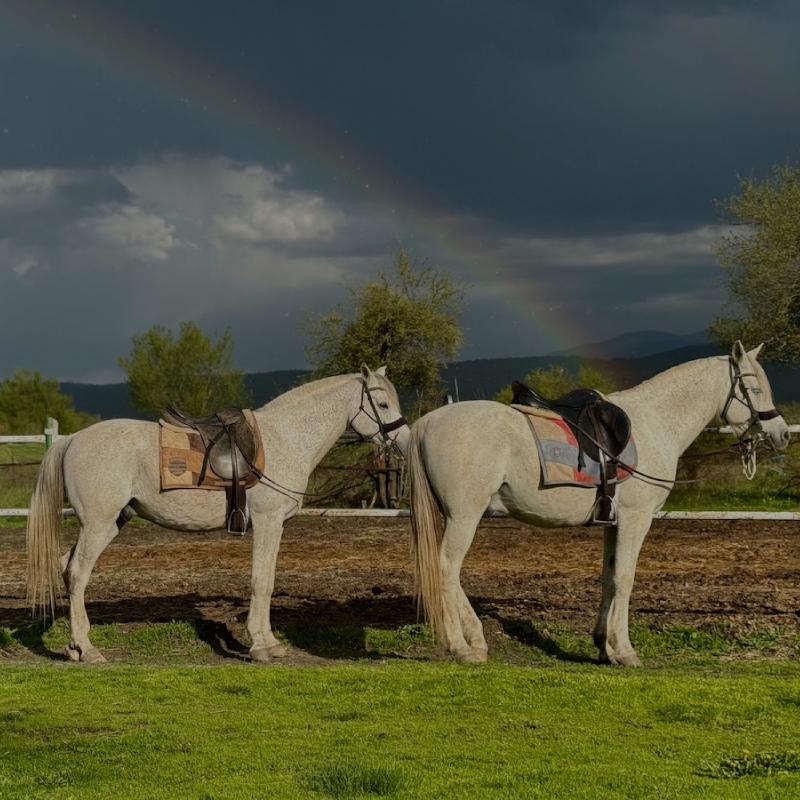 Horse riding in Rila for beginners. Galloping to happiness. 5 or 10 Lessons. Rancho Rila
