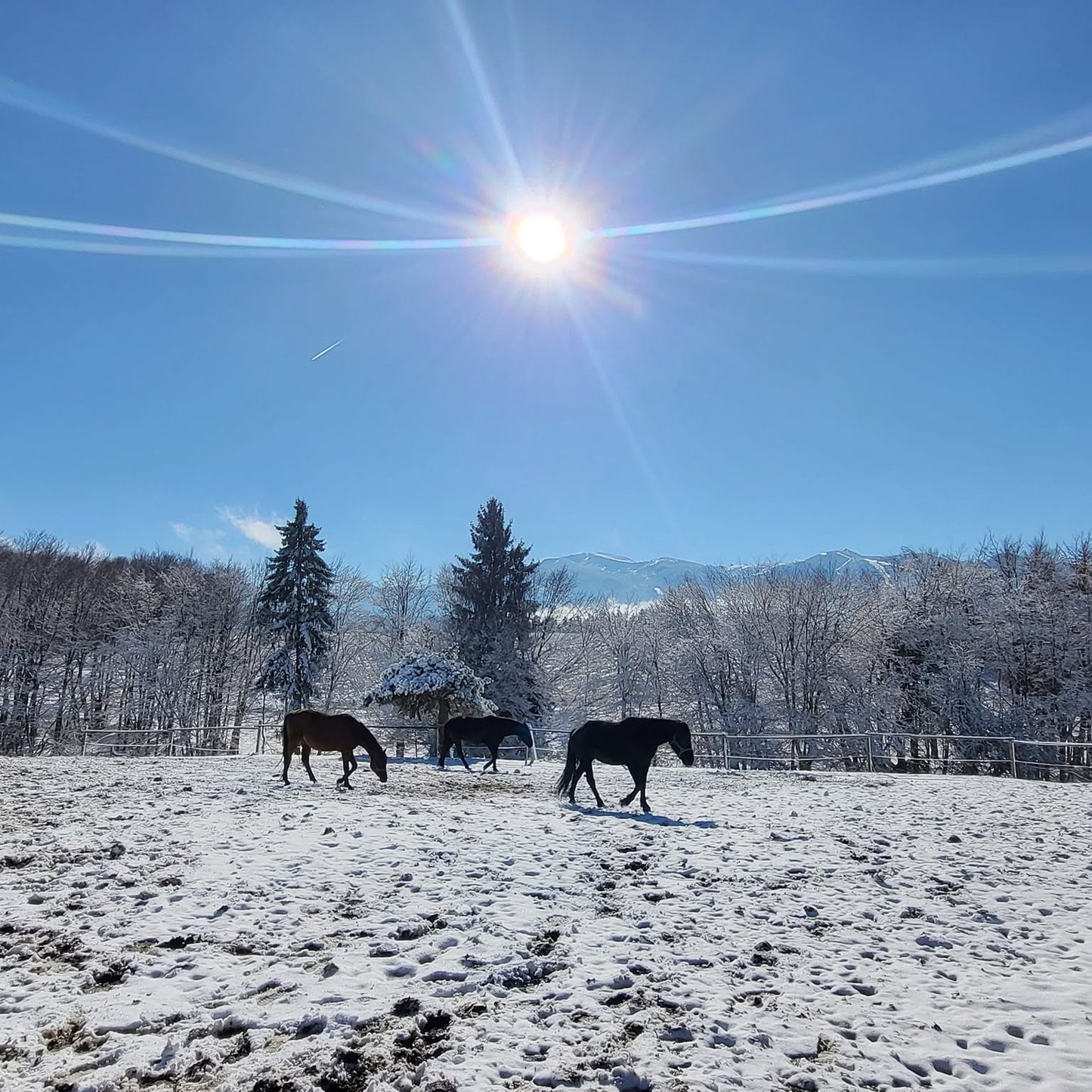 Painting, Comfort and the Magic of Horses in Borovets