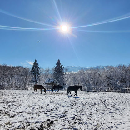 Painting, Comfort and the Magic of Horses in Borovets