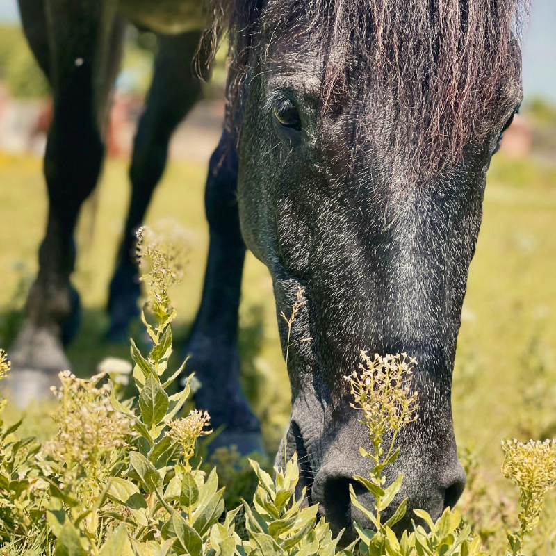 Romantic Getaway for two - Gourmet food, local wines and the splendor of Devetaki plateau
